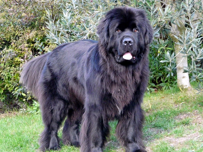 CH. Darsha Des embruns de la lande celte