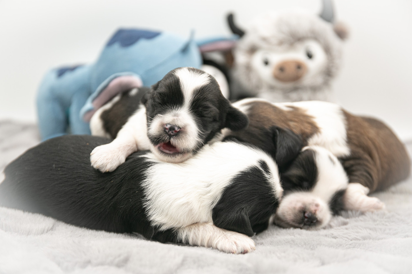 Chiot Terrier Tibetain Jedi's Park