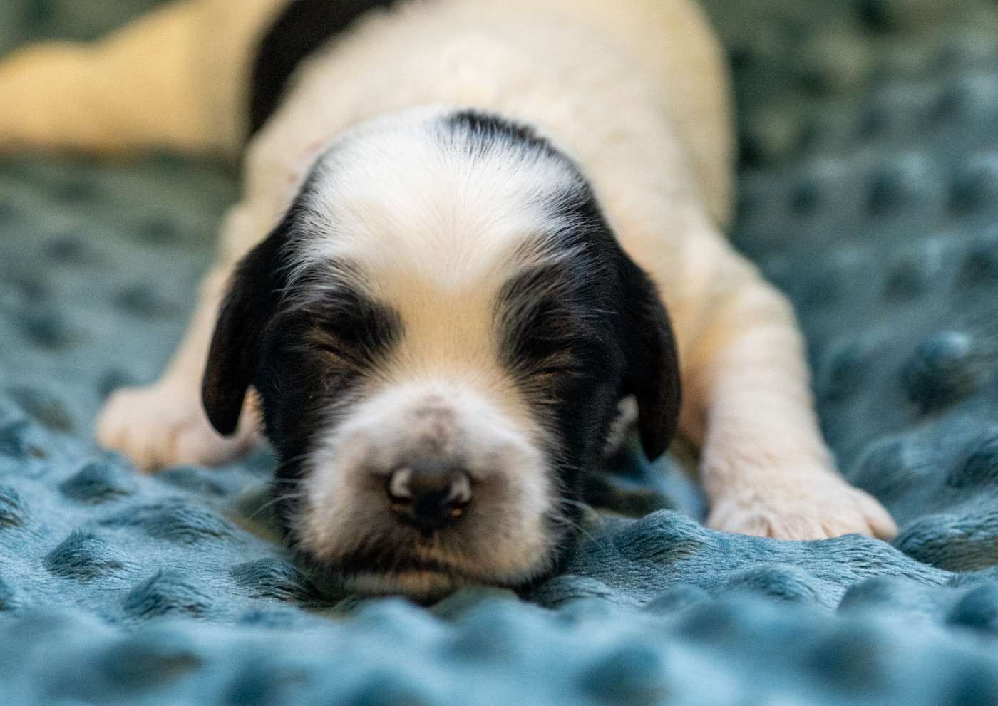 Jedi's Park - Chiots disponibles - Terrier Tibetain