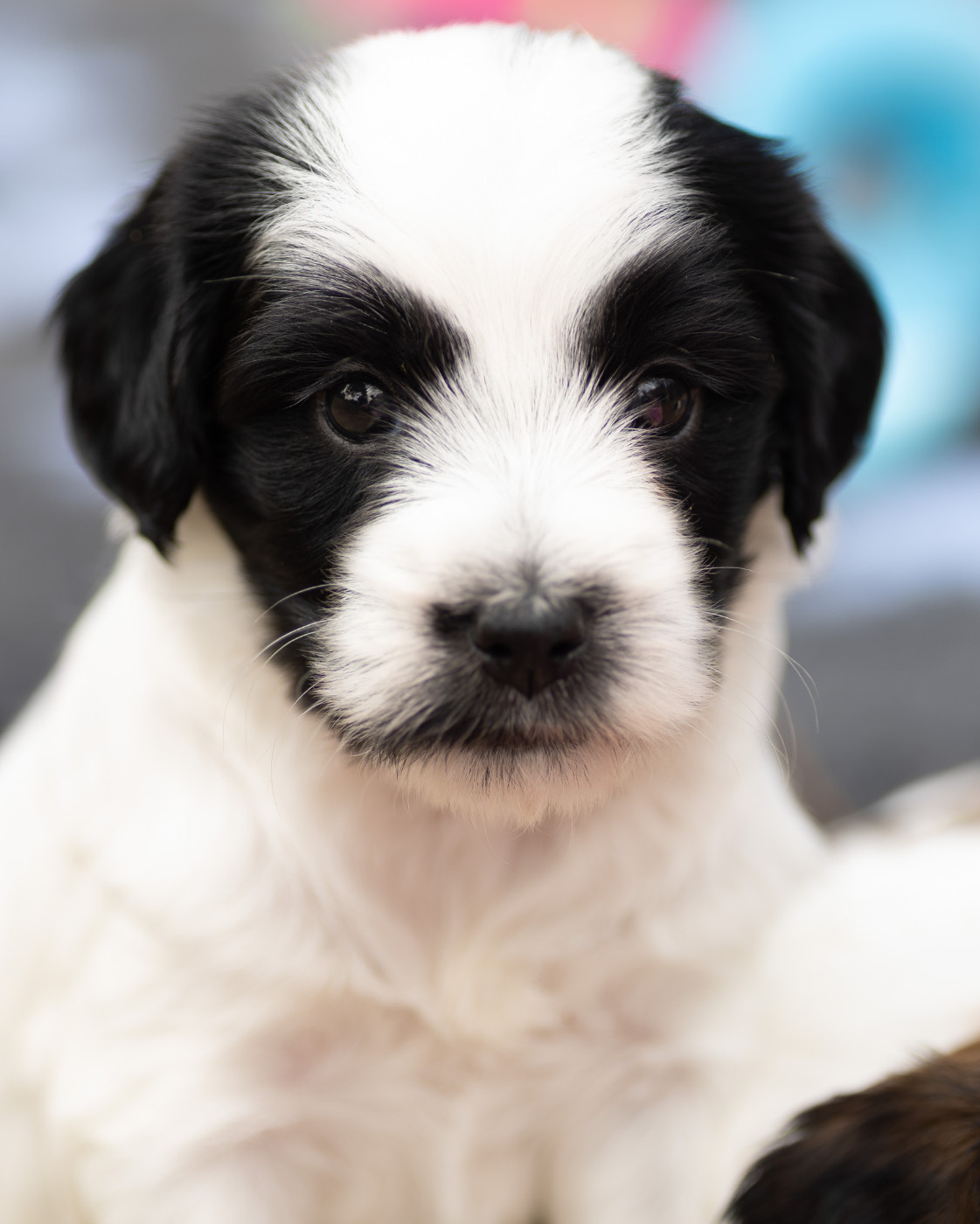 Jedi's Park - Chiots disponibles - Terrier Tibetain