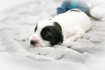CHIOT blanc et sable