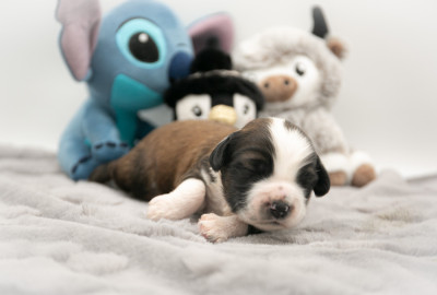 CHIOT fauve à manteau